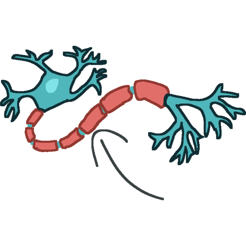 A neuron cell with an arrow pointing to the axon.